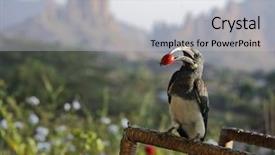  Presentation with ethiopia - Colorful PPT theme enhanced with beaks - hornbill bird with a red backdrop and a light gray colored foreground