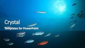  Presentation with fish ocean - Audience pleasing presentation theme consisting of red bigeyes fish backdrop and a teal colored foreground