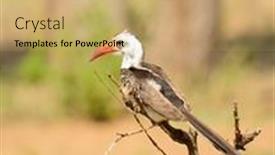  Presentation with branch - PPT layouts enhanced with red-billed-hornbill-tockus-erythrorhynchus background and a coral colored foreground