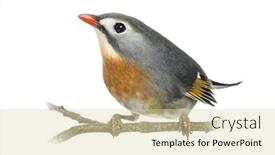  Presentation with red - Colorful slide deck enhanced with red-billed-leiothrix-leiothrix-lutea backdrop and a lemonade colored foreground