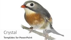  Presentation with red - Colorful PPT theme enhanced with red-billed-leiothrix-leiothrix-lutea backdrop and a white colored foreground