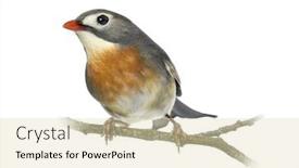  Presentation with red - Beautiful slides featuring red-billed-leiothrix-leiothrix-lutea backdrop and a soft green colored foreground