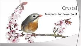  Presentation with red - Cool new slides with red-billed-leiothrix-leiothrix-lutea backdrop and a white colored foreground