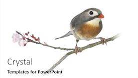  Presentation with red - PPT theme featuring red-billed-leiothrix-leiothrix-lutea background and a white colored foreground