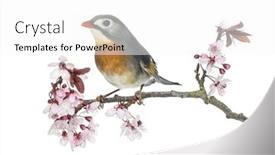  Presentation with red - Amazing theme having red-billed-leiothrix-leiothrix-lutea backdrop and a white colored foreground