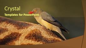  Presentation with south africa - Slide set consisting of red-billed-oxpecker-buphagus-erythrorhynchus background and a tawny brown colored foreground