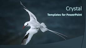 Presentation with sea - PPT theme enhanced with red-billed-tropicbird-flying-above background and a tawny brown colored foreground
