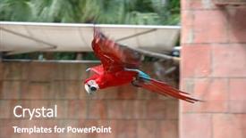  Presentation with flying angel - Presentation design consisting of red bird - beautiful flying scarlet macaw background and a coral colored foreground