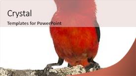  Presentation with amazon rainforest brazilian wetland - Cool new PPT theme with red bird - brazilian tanager perched backdrop and a lemonade colored foreground