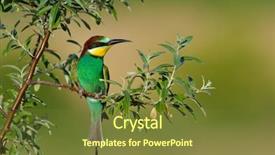  Presentation with honey bee kids - Beautiful presentation featuring red bird - european bee-eater merops apiaster outdoor backdrop and a  colored foreground