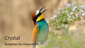  Presentation with european union flage animation - Audience pleasing presentation theme consisting of red bird - european bee-eater merops apiaster outdoor backdrop and a  colored foreground