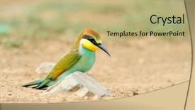  Presentation with bee propolis - Slide deck with red bird - european bee-eater merops apiaster outdoor background and a  colored foreground