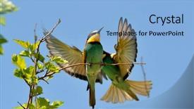  Presentation with filipino quiz bee - Amazing presentation theme having red bird - european bee-eater merops apiaster outdoor backdrop and a light blue colored foreground