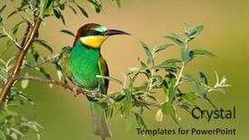  Presentation with bee propolis antimicrobials - Colorful presentation design enhanced with red bird - european bee-eater outdoor backdrop and a  colored foreground
