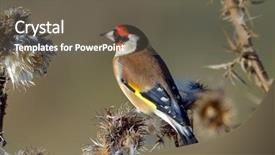  Presentation with woven natural fibre - Slide deck having red bird - goldfinch carduelis carduelis in natural background and a gray colored foreground