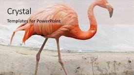  Presentation with flamingo - Presentation having red bird - single pink flamingo in zoo background and a lemonade colored foreground