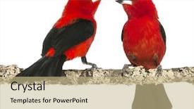  Presentation with amazon rainforest brazilian wetland - PPT layouts with red bird - two brazilian tanager perched background and a coral colored foreground