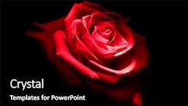  Presentation with element - Audience pleasing PPT theme consisting of red black - rose in dark element backdrop and a black colored foreground