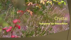  Presentation with blackberry - Beautiful slide deck featuring red blackberry bush and heather in autumn backdrop and a tawny brown colored foreground