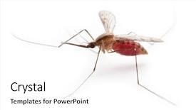  Presentation with insect - Amazing PPT layouts having red blood gnat or mosquito backdrop and a white colored foreground
