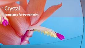  Presentation with golden christmas trumpet and red - Presentation theme with red blooming christmas cactus schlumbergera background and a coral colored foreground