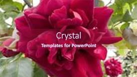  Presentation with growing - Presentation enhanced with red-blooming-rose-growing-roses background and a violet colored foreground