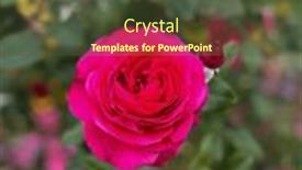  Presentation with growing - PPT theme enhanced with red-blooming-rose-growing-roses background and a tawny brown colored foreground