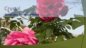  Presentation with growing - Presentation theme consisting of red-blooming-rose-growing-roses background and a sky blue colored foreground