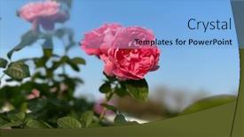  Presentation with growing - Presentation design having red-blooming-rose-growing-roses background and a light blue colored foreground