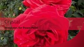  Presentation with growing - Presentation design with red-blooming-rose-growing-roses background and a red colored foreground