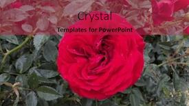  Presentation with growing - Theme featuring red-blooming-rose-growing-roses background and a red colored foreground