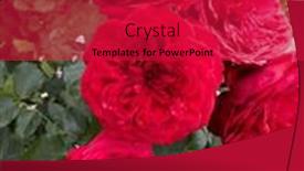  Presentation with growing - PPT theme featuring red-blooming-rose-growing-roses background and a red colored foreground