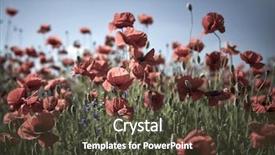 Presentation with poppy - PPT theme having red blue - poppy field flowers toned background and a tawny brown colored foreground
