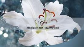  Presentation with lily flower - Cool new slide deck with red blue - white lily flower on background backdrop and a light blue colored foreground