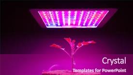  Presentation with tomato plant - Beautiful slide deck featuring red blue - young tomato plant under led backdrop and a violet colored foreground