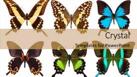  Presentation with red white blue - Slides with red blue turquoise yellow - set of six tropical vivid background and a yellow colored foreground