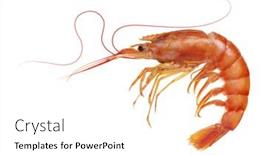  Presentation with tiger shrimp - Presentation theme having red-boiled-prawn-or-tiger background and a white colored foreground