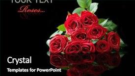  Presentation with roses - Colorful slides enhanced with red border - big roses bouquet isolated backdrop and a black colored foreground