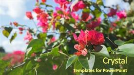  Presentation with bougainvillea - Amazing PPT layouts having red bougainvillea flowers backdrop and a tawny brown colored foreground