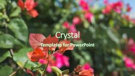  Presentation with bougainvillea - Colorful presentation theme enhanced with red bougainvillea flowers backdrop and a tawny brown colored foreground