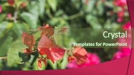  Presentation with bougainvillea - Presentation having red bougainvillea flowers background and a tawny brown colored foreground