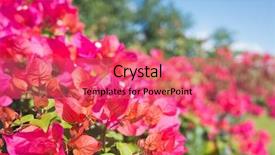  Presentation with bougainvillea - Audience pleasing presentation theme consisting of red bougainvillea flowers backdrop and a coral colored foreground