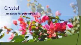  Presentation with bougainvillea - PPT theme featuring red bougainvillea flowers background and a light blue colored foreground