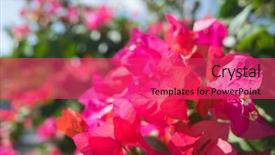  Presentation with bougainvillea - Cool new PPT layouts with red bougainvillea flowers backdrop and a red colored foreground