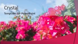  Presentation with bougainvillea - PPT theme consisting of red bougainvillea flowers background and a light blue colored foreground