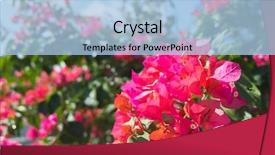  Presentation with bougainvillea - Presentation theme with red bougainvillea flowers background and a light blue colored foreground