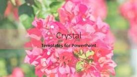  Presentation with bougainvillea - PPT theme enhanced with red-bougainvillea-flowers background and a coral colored foreground