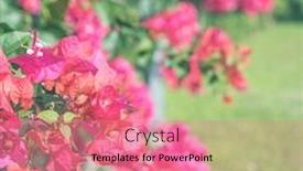  Presentation with bougainvillea - Beautiful PPT theme featuring red-bougainvillea-flowers backdrop and a coral colored foreground