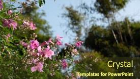  Presentation with bougainvillea - Presentation theme having red-bougainvillea-flowers background and a tawny brown colored foreground