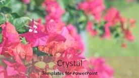  Presentation with bougainvillea - Cool new slide set with red-bougainvillea-flowers backdrop and a coral colored foreground